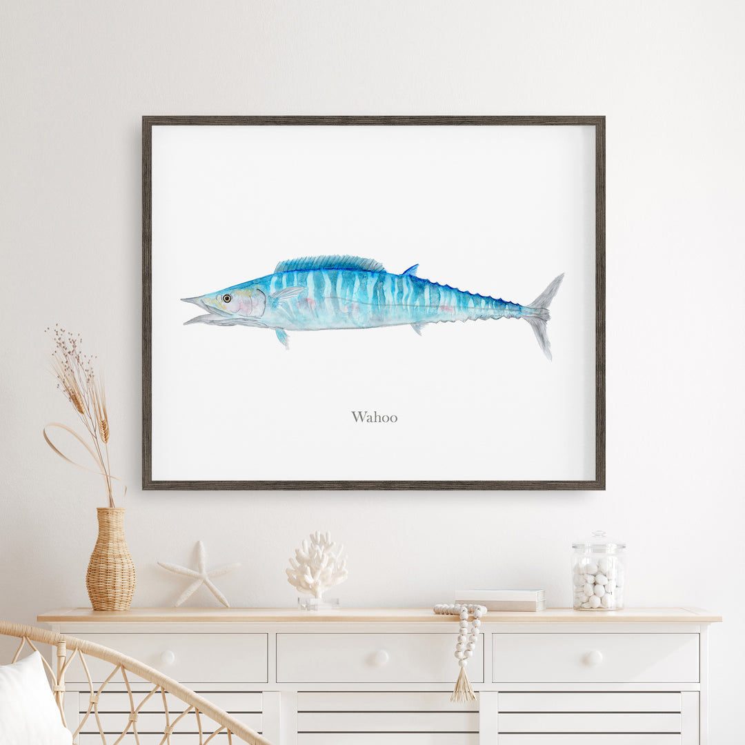 Wahoo-Illustration