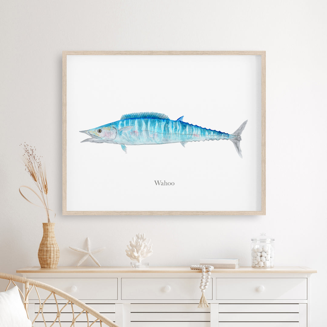 Wahoo-Illustration